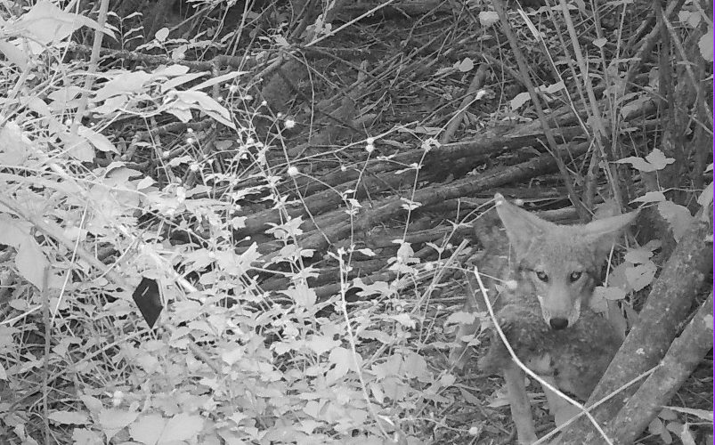 Wildlife